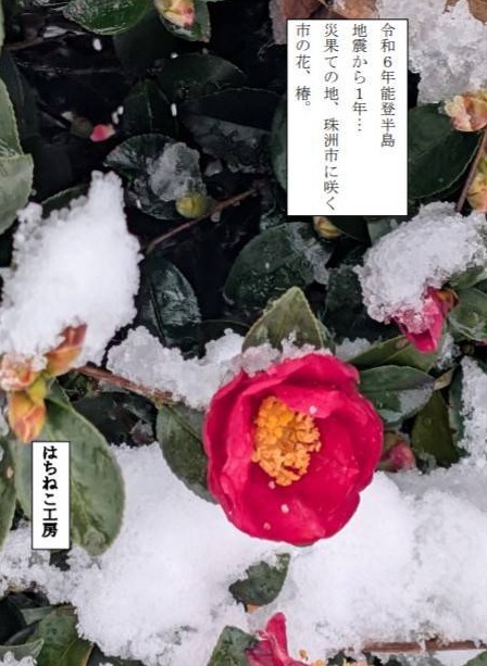 花の写真